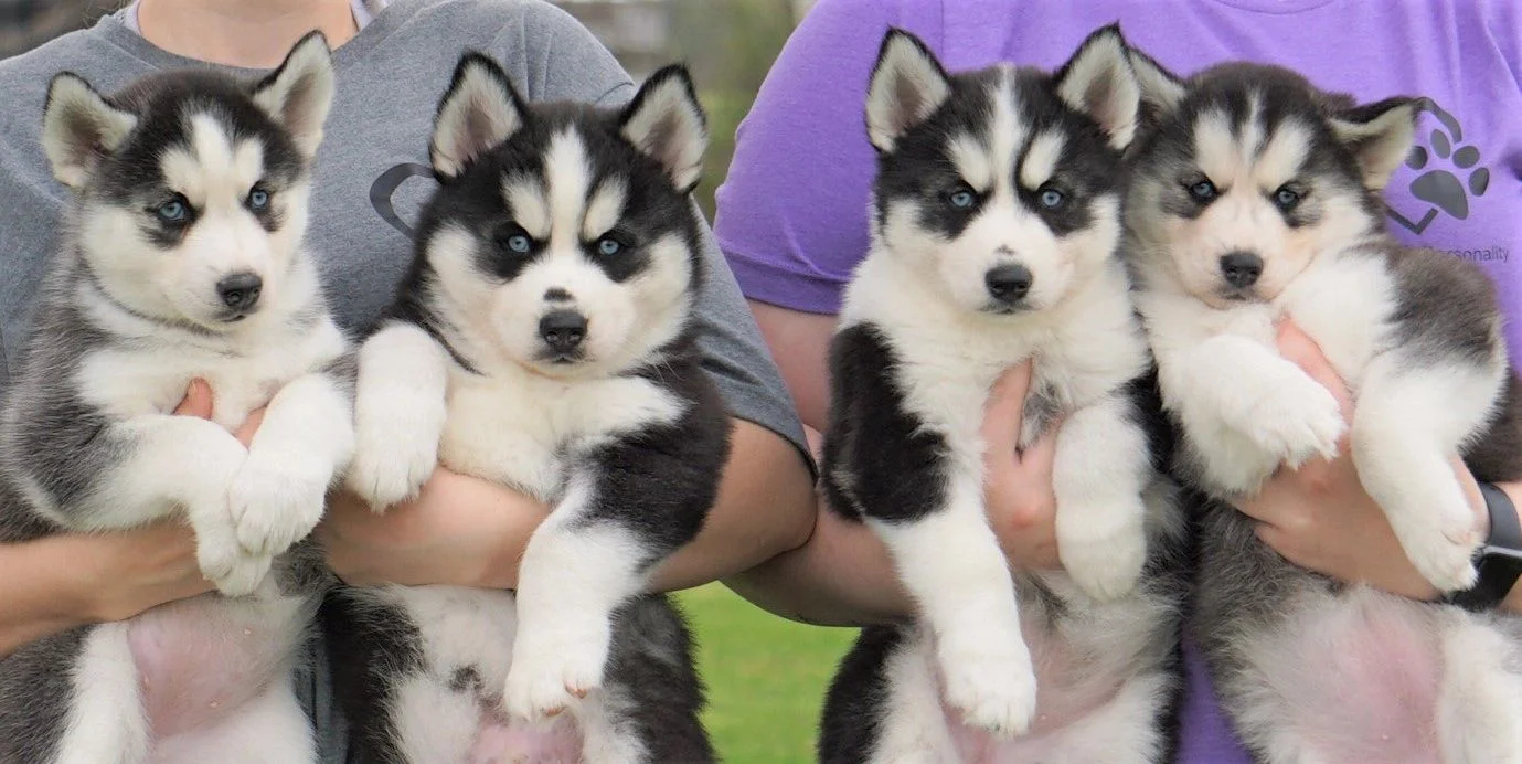 Ethical Siberian Husky Breeding Program and Puppy Socialization at Alvarado Huskies